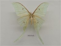 藏品(長尾水青蛾)的圖片